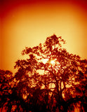 120 Color Film - Lomography RED SCALE (1 Roll)