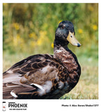 120 Color Film - Harman Phoenix Color 200