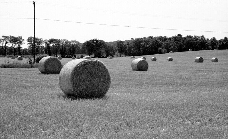 35mm BW Film - Tasma NK-2 100 (1 Roll) – Film Photography Project