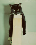 35mm Chrome - FPP RetroChrome 400 (1 Roll)