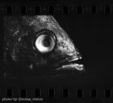 35mm BW Film - Eastman Kodak Hi-Fi 2374