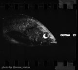 35mm BW Film - Eastman Kodak Hi-Fi 2374