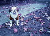 35mm Color - LomoChrome Purple XR 100-400 (1 Roll)