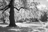 120 BW Film Ilford SFX200 Infrared (1 Roll)