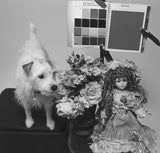 35mm BW Film - Dracula 64 (1 Roll)