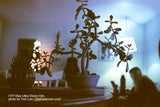 35mm Color - FPP BLUE ULTRA COLOR (1 roll)