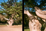 35mm Film Camera - Kodak Ektar H35 Half Frame Camera (Sand)