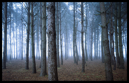 4x5 Sheet Film - Kodak Portra 160 (10 Sheets)