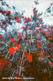 16mm Film - Double Perf - FPP SUN Color 1 - 100 ft