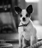 35mm BW Film - FPP X2 (1 Roll)