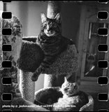 35mm BW Film - Mummy 400 (1 Roll)