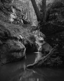 4X5 SHEET FILM - ILFORD Pan F + (25 SHEETS)