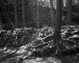 4X5 SHEET FILM - ILFORD Pan F + (25 SHEETS)