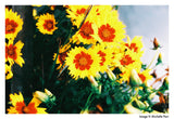 35mm Color - Harman Phoenix 125 Color Film