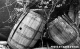 35mm BW Film Kentmere Pan 200 (1 Roll)