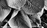 35mm BW Film Kentmere Pan 200 (1 Roll)