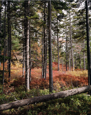 4x5 Sheet Film - Kodak Portra 160 (10 Sheets)