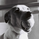 120 BW FILM - Lomography Berlin Kino 400 - 1 Roll